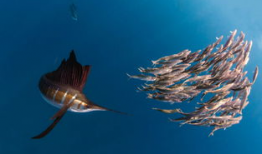 旗鱼视频,探索海洋奥秘，畅游视觉盛宴