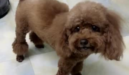 小狗狗视频,小狗狗视频集锦